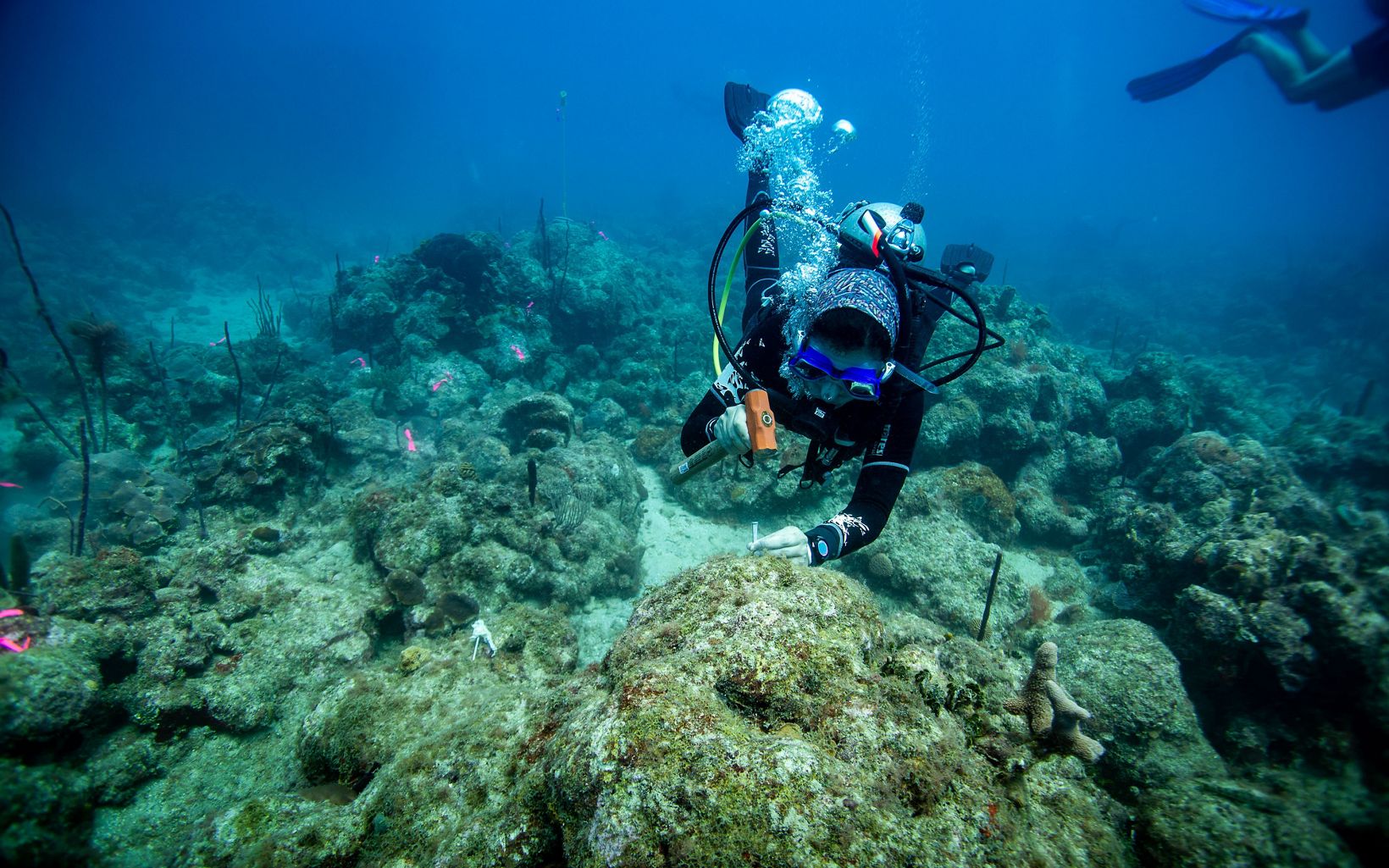 Divers prepare an unhealthy reef for restoration work.