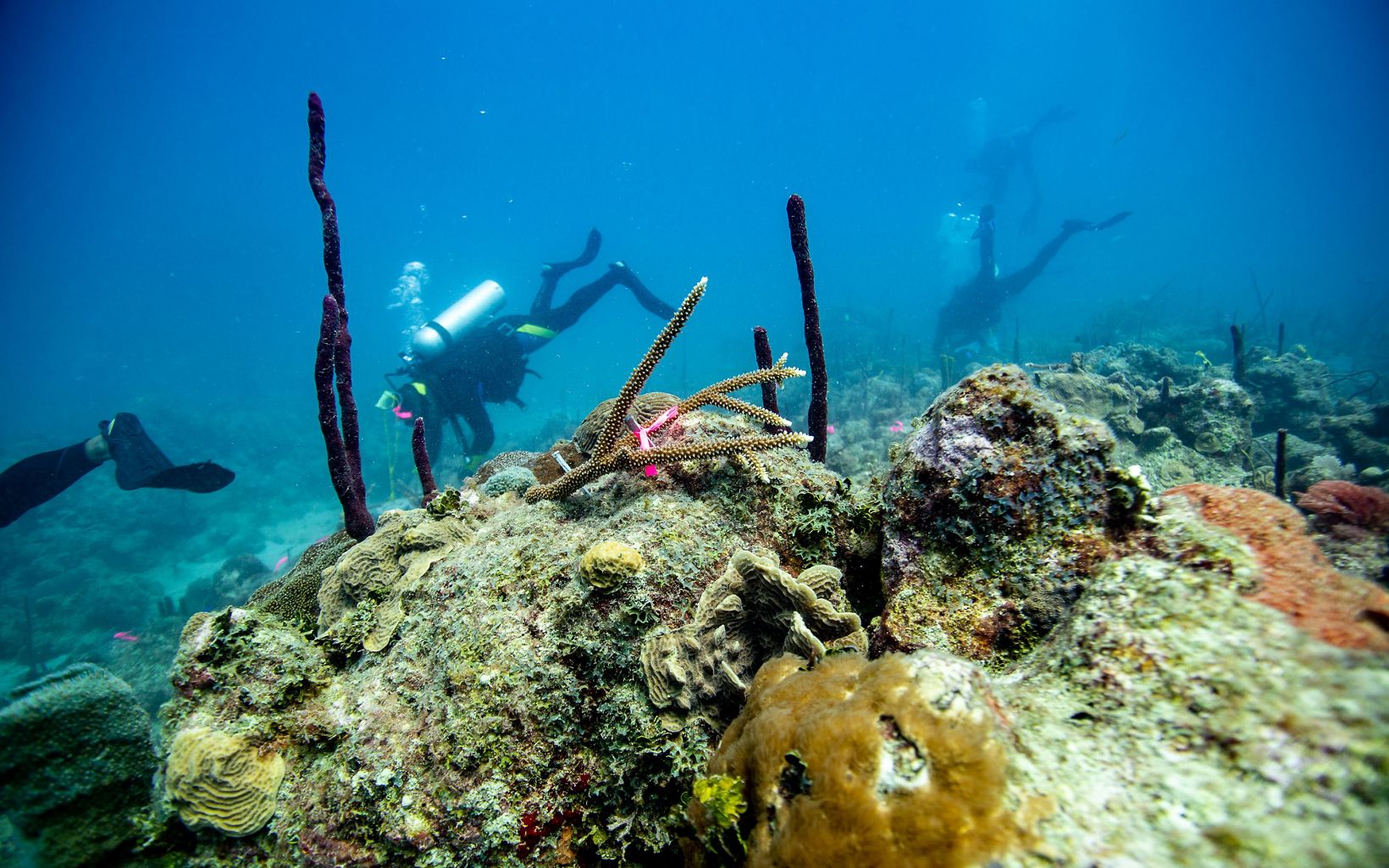 A coral fragment has been zip tied to the reef as part of restoration work.