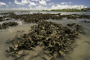 Clusters of oysters in shallow muddy water.