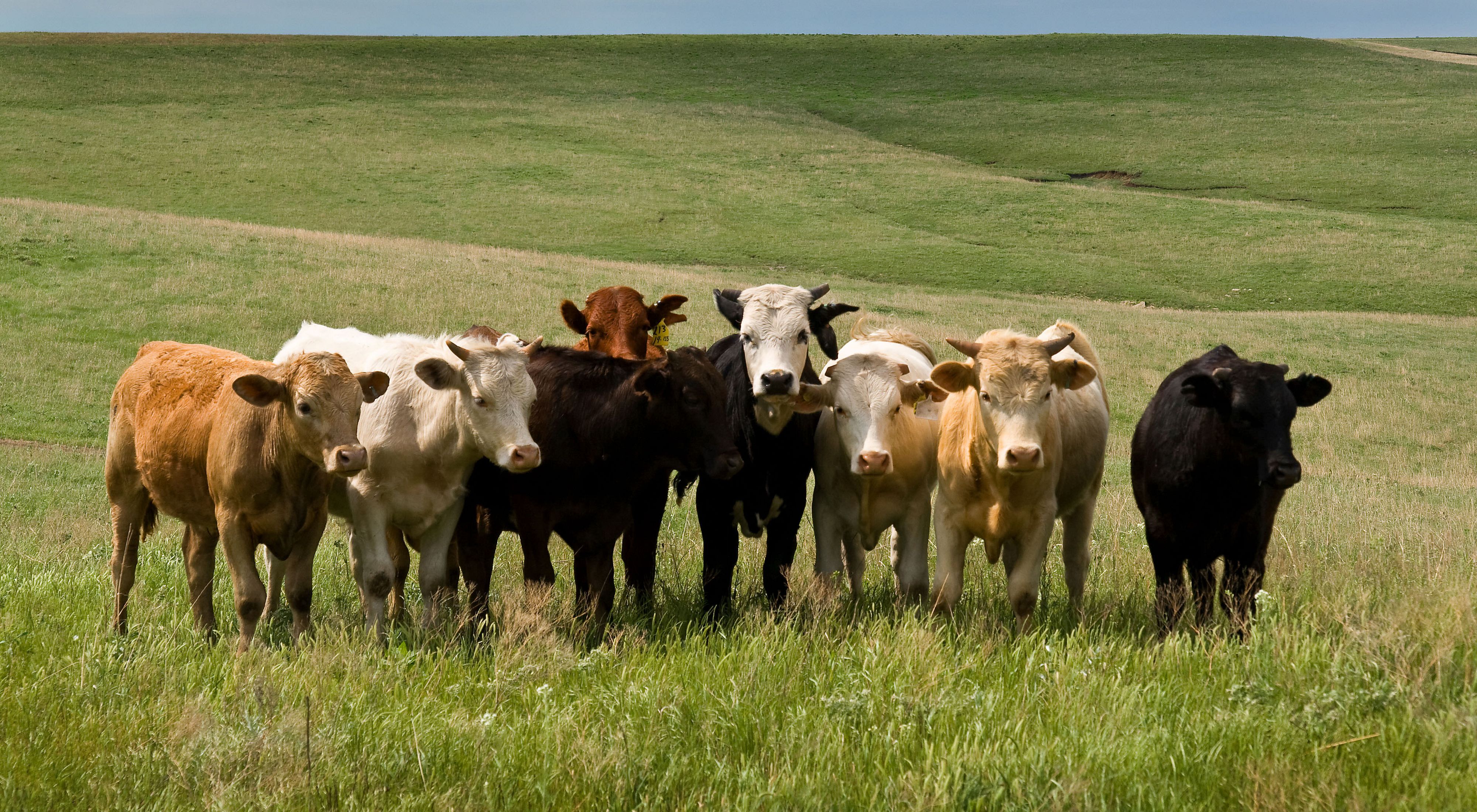 Eight cows standing in a line in a grassy green field.