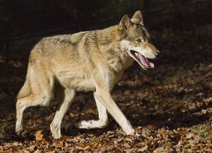 Coyote trotting.