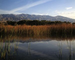 Foto de humedales en un oasis de palmeras en California.