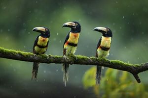 A trio of collared aracaris birds perch on a mossy branch.