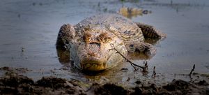 Orinoco cayman, Crocodylus intermedius.