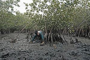Man working on the ground near mangrove trees.