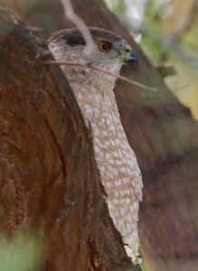 Adult Cooper's Hawk peering out from a tree branch.