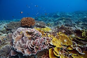 A colorful coral reef.