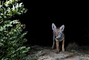 A coyote walks towards the camera along a sandy trail in the dark.