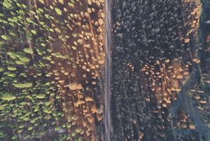 An aerial image of a forest, half burned by wildfire, and half healthy forest.