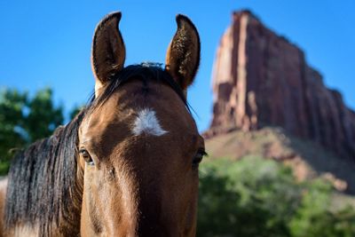 An up close image of a horse's head and canyons in the background.