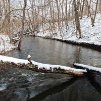A wide stream flows between snow-covered banks. A fallen log rests at an angle with one end in the water.