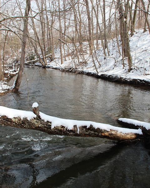 A wide creek flows between snow covered banks. Thin leafless trees crowd the banks growing down to the edge of the water.