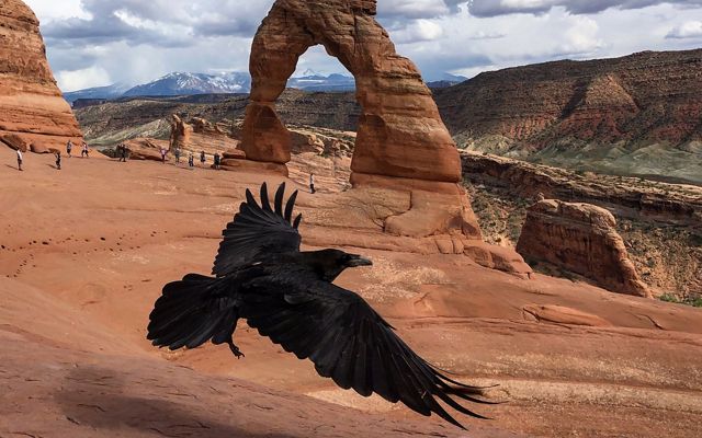 raven flies by tourists and delicate arch in arches national park