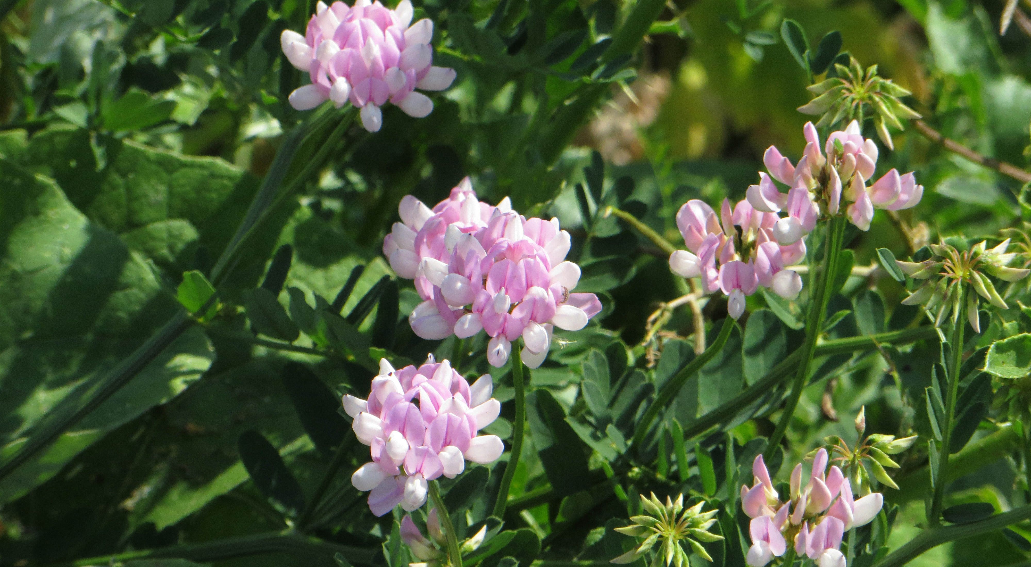 Bush, light-pink crown vetch flowers