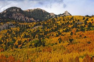 Fall colors dispersed throughout a forest.