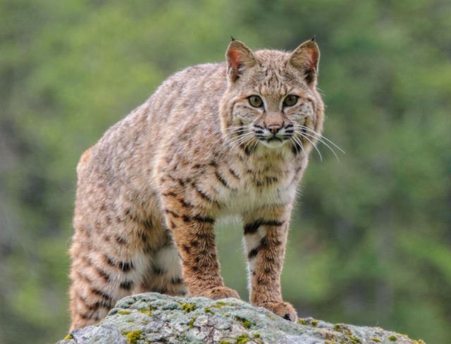 Lince rojo en la naturaleza.
