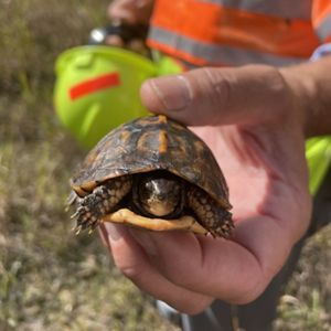 A person wearing a high-visibility vest holds a small turtle gently in their hand. The turtle is partially withdrawn into its shell. The background is grassy.