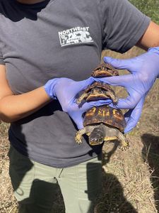 A person wearing blue gloves is holding three turtles. The person is wearing a shirt with the text Northeast Partners. The scene is outdoors, with grass visible in the background.