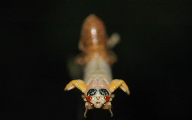 Close view of a cicada as it emerges from its shell. It has a white body and small unformed yellow wings. Black markings appear to create eyebrows over beady red eyes.