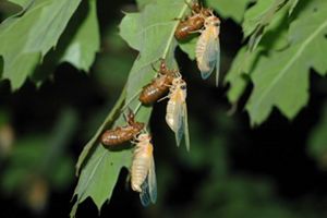 Three newly emerged cicadas in a line on a green leaf. Their soft white bodies dangle from empty brown shells while they wait for their carapace to harden. 