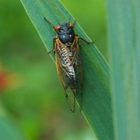 periodical cicada sits on green blade of foliage