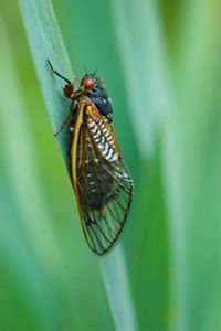 A cicada sits on a blade of green grass. The insect has a black body, large red eyes, and long translucent wings with thick yellow veins.