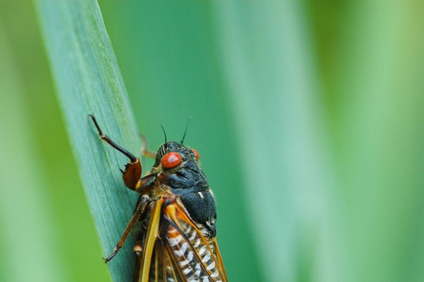 A cicada sits on a blade of green grass. The insect has a black body, large red eyes, and long translucent wings with thick yellow veins.