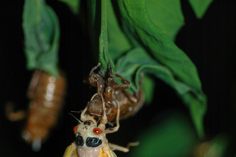 A newly emerged cicada dangles from the husk of its empty shell. It has a white body and translucent wings. Black markings on its face create the appearance of eyebrows over large red eyes