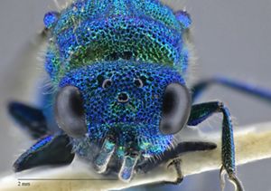 An extreme macro photo showing a bright blue bug's face.