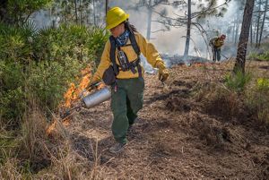 A firefighter uses a drip torch during a TNC controlled burn.
