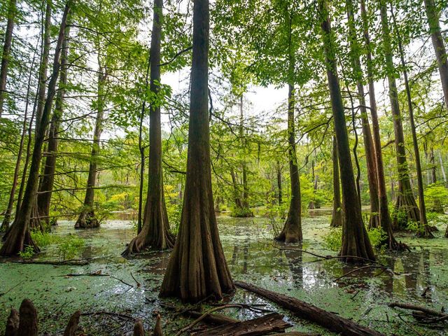 A swamp with trees stretching high and their green leaves shading out most direct light from the dark waters.