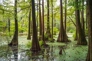 Green swamp with cypress trees in the water.