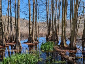 Stand of trees at the Preserve.
