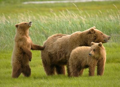 A mother brown bear stands in a grassy field with her two cubs.