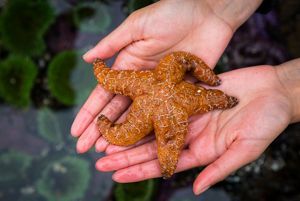 Two hands hold an orange starfish.