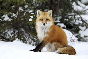 An orange and white fox rests in snow.