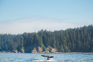 The tail fluke of a Pacific Gray Whale (Eschrichtius robustus) splashes in open ocean water off the wilderness coast of Vancouver Island, B.C., Canada near Port Renfrew.