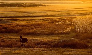 A donkey standing in a golden field at sunset.