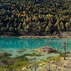 A clear turquoise body of water surrounded by golden trees.