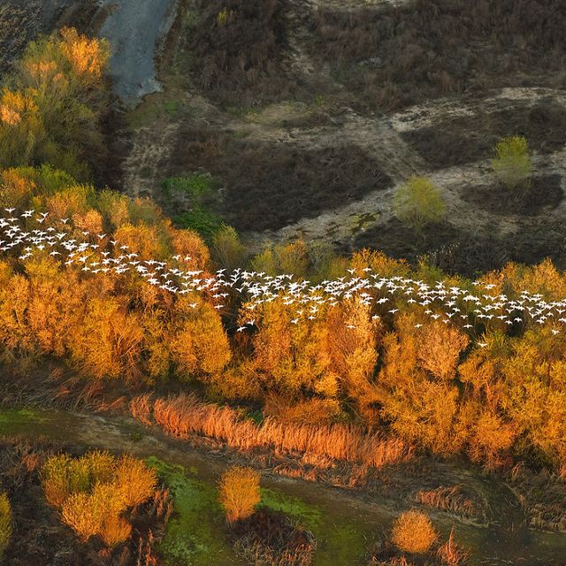 Migratory snow geese from above in California. Aerial image photographed from a plane.