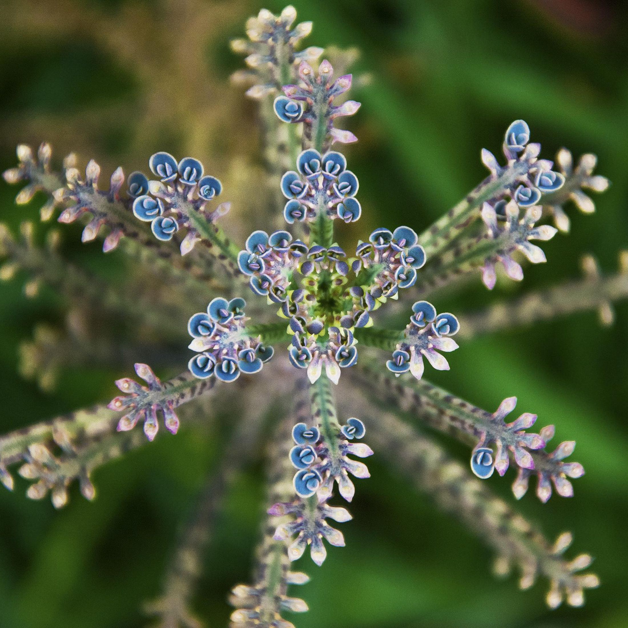 close up image of a flower composed of 6 branching sections covered with tiny blue, pink and white flowers