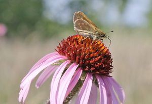 A small gray butterfly, the Dakota skipper, sits on the spiky orange center of a flower with long, thin, pink petals.