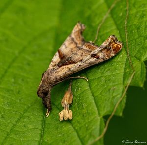 Close-up of a brownish palthis moth on a leaf.