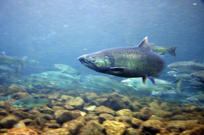 A chinook salmon swims in the foreground with several more salmon swimming in the background.