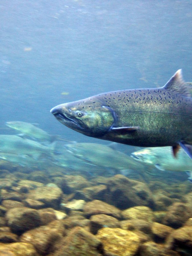 Protecting Salmon and Steelhead
