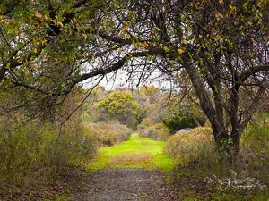 Trail at David Weld Sanctuary
