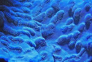 Close up photo of the external limestone structure of a coral.