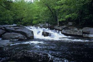 A small waterfall in the Dead Branch Brook surrounded by leafy green trees.
