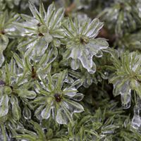 iced over leaves of a bush 
