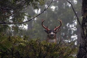 A male Sitka black-tailed deer pops his head up above dense foliage in the forest and looks at the camera.